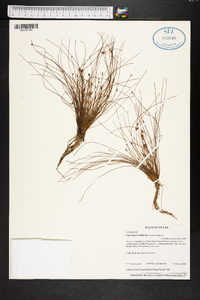 Eleocharis baldwinii image