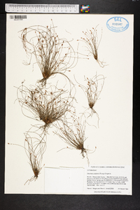 Eleocharis baldwinii image