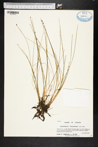 Eleocharis flavescens image