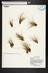 Eleocharis geniculata image