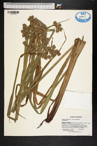 Cyperus virens image