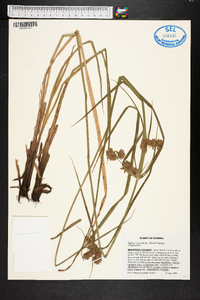 Cyperus virens image