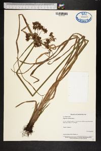 Cyperus virens image