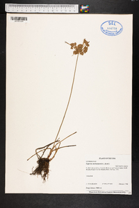 Cyperus surinamensis image