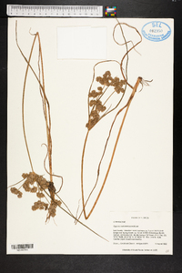 Cyperus surinamensis image