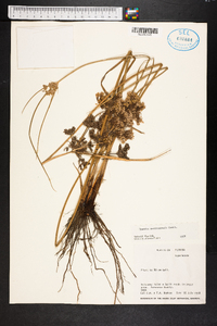 Cyperus surinamensis image