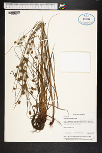 Cyperus retrorsus image