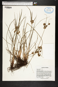 Cyperus retrorsus image