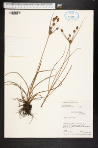 Cyperus retrorsus image