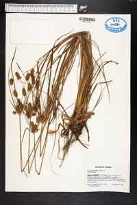 Cyperus retrorsus image