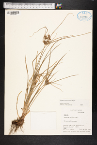 Cyperus retrorsus image