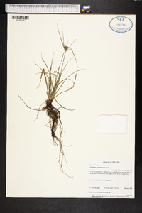 Cyperus retrorsus image