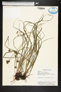 Cyperus retrorsus image