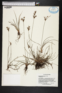 Fimbristylis dichotoma image