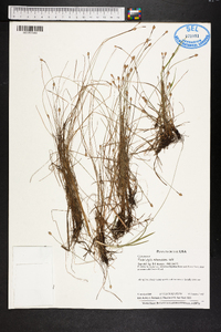 Fimbristylis schoenoides image