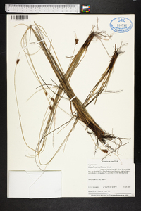 Rhynchospora plumosa image