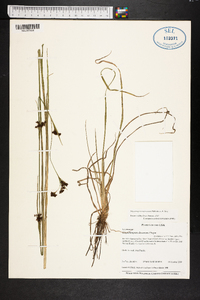 Rhynchospora microcarpa image