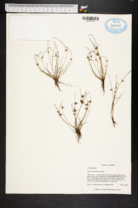 Scirpus erismaniae image