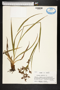 Scirpus pendulus image