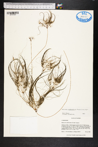 Websteria confervoides image