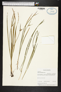 Scleria reticularis image