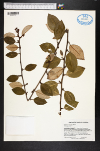 Elaeagnus pungens image