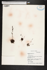 Drosera capillaris image