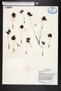 Drosera capillaris image