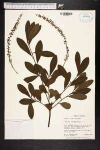 Cyrilla racemiflora image