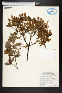 Cliftonia monophylla image