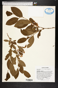 Lyonia mariana image