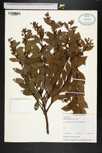 Lyonia lucida image