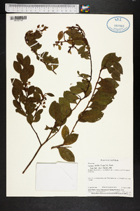 Lyonia lucida image