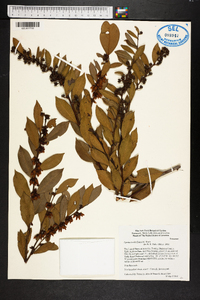 Lyonia lucida image