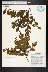 Lyonia lucida image