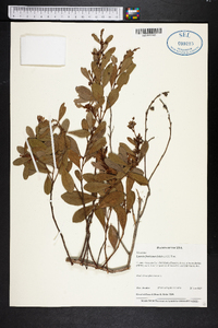 Lyonia fruticosa image