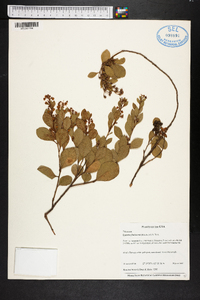 Lyonia fruticosa image