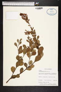 Lyonia fruticosa image