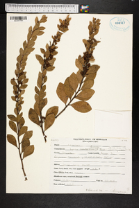 Lyonia fruticosa image