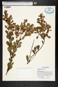 Lyonia fruticosa image