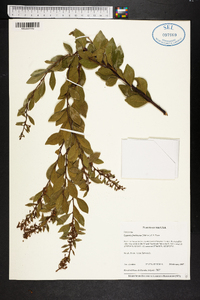 Lyonia fruticosa image