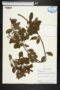 Lyonia fruticosa image