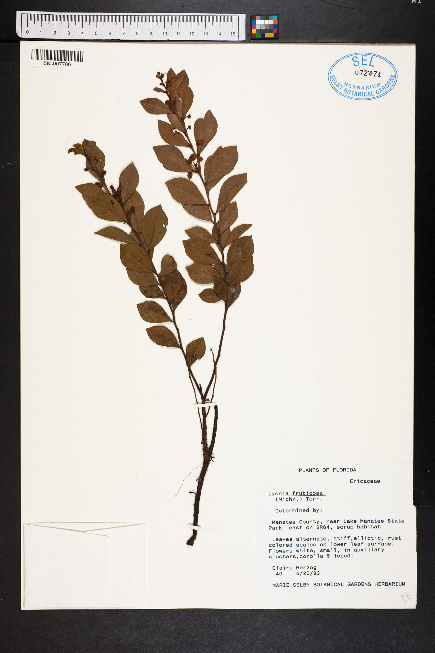 Lyonia fruticosa image