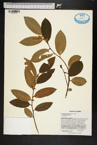 Leucothoe axillaris image