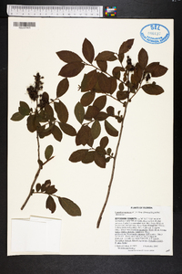 Leucothoe racemosa image