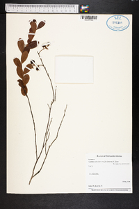 Gaylussacia dumosa image