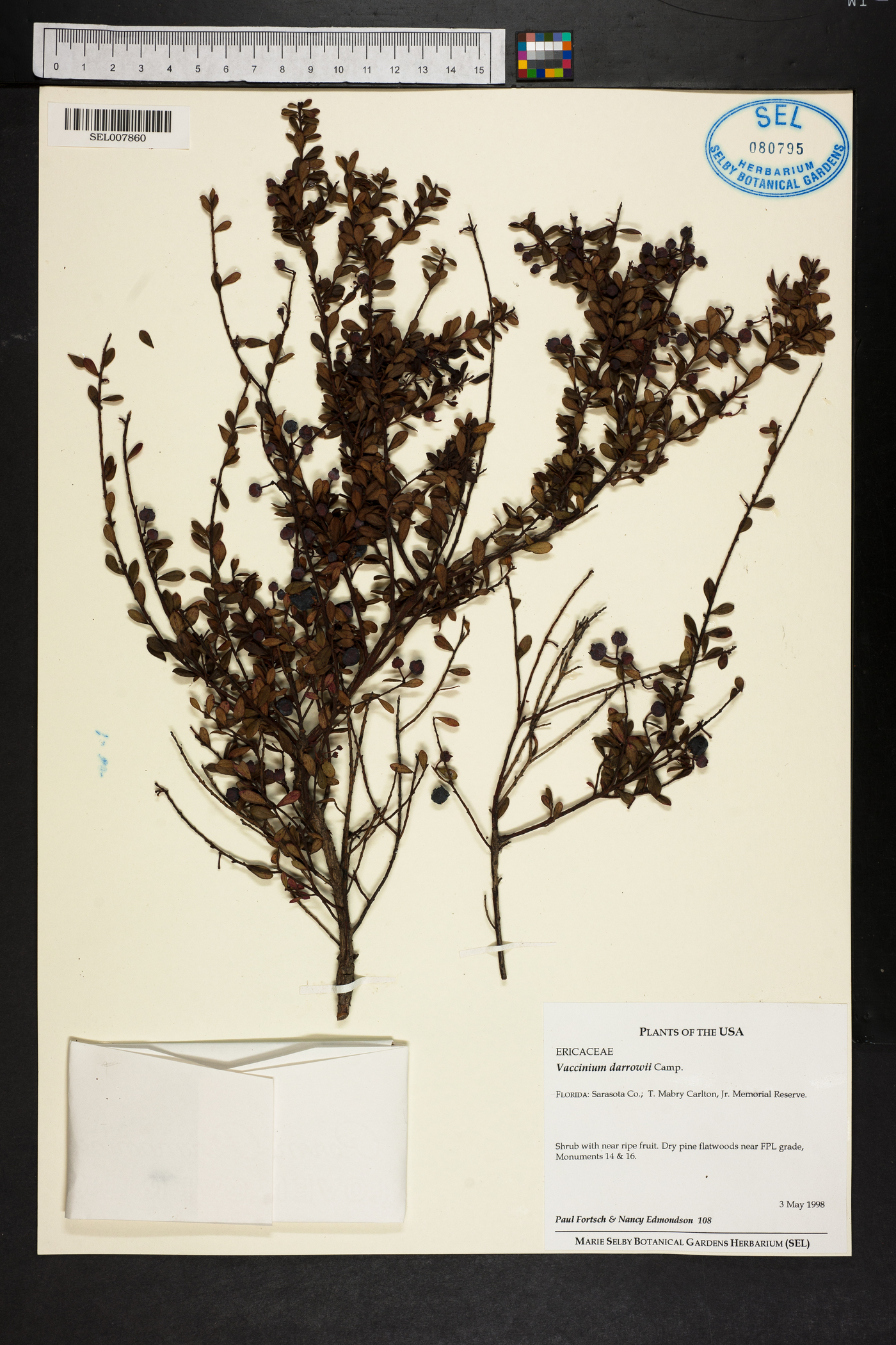 Vaccinium darrowii image