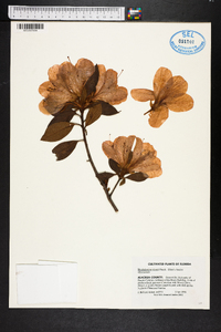 Rhododendron simsii image