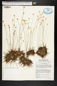 Syngonanthus flavidulus image