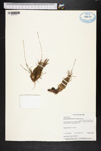 Lachnocaulon anceps image